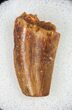 Raptor Tooth From Morocco With Feeding Wear - #12418-1